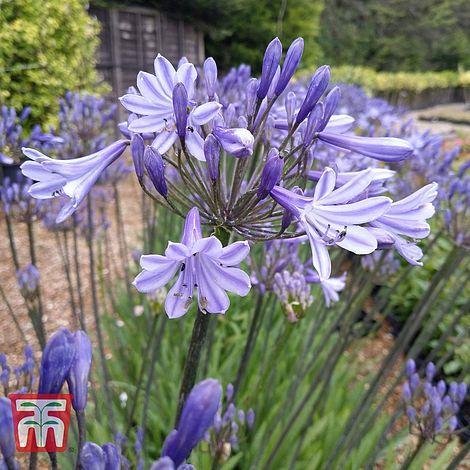 Agapanthus dr brouwer