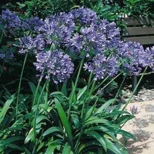 Agapanthus lily of the nile