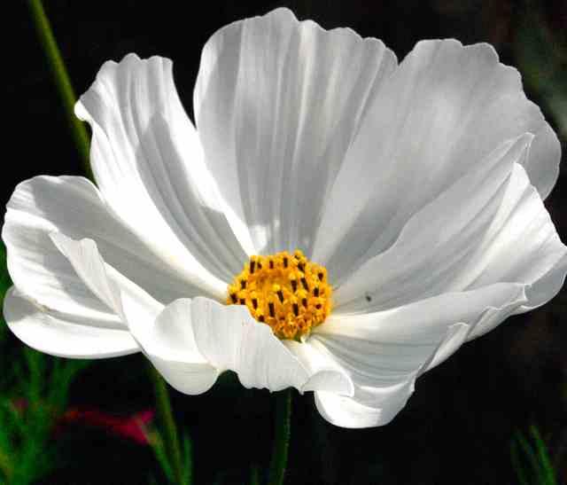 Cosmos purity seeds
