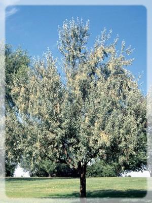 elaeagnus-angustifolia-1.jpg