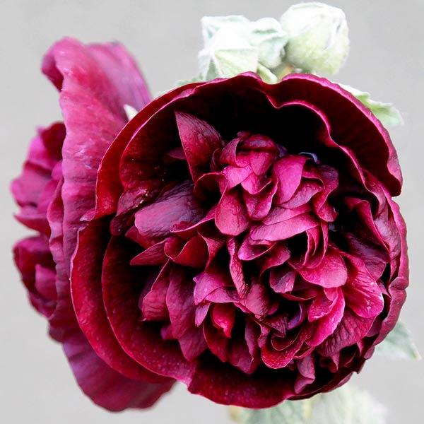 Hollyhock chaters maroon