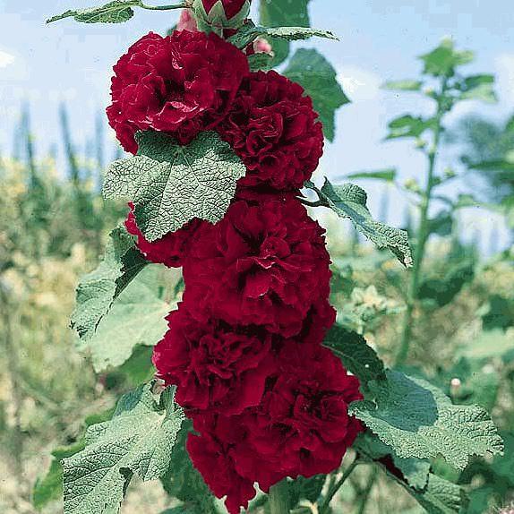 Hollyhock chaters scarlet ohara