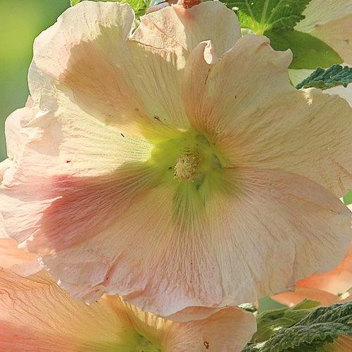 Hollyhock indian spring apricot