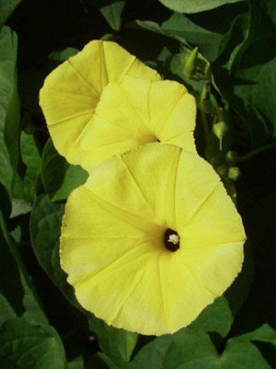 Ipomoea chinese yellow