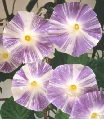 Ipomoea tricolor flying saucers 2