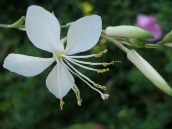 med-fleur-de-gaura-lindheimeri-visoflora-34105.jpg