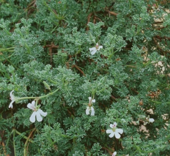 Pelargonium abrotanifolium 230776 1 l720 h658 c