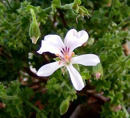 Pelargonium crispum minor