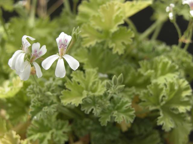 PELARGONIUMS ODORANTS