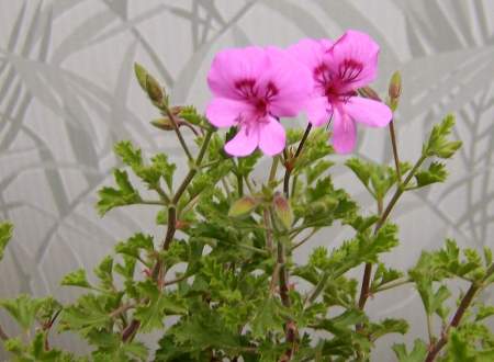 PELARGONIUMS ODORANTS