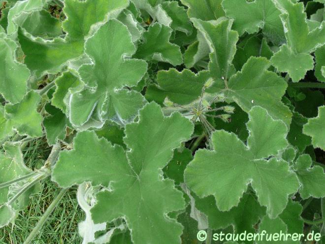 Pelargonium tomentosum 4