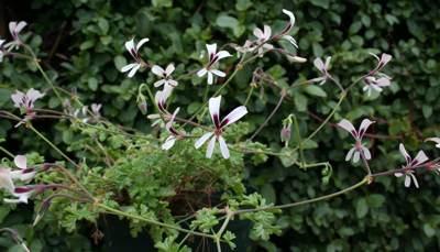 Pelargonium trifidum