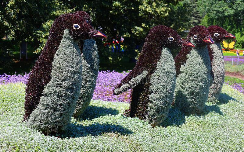 Quebec city canada penguin mosaiculture once time earth exhibition will be hymn to beauty life our planet 257494728