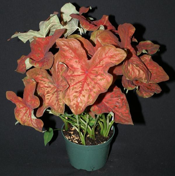 Twist and shout caladiums 1