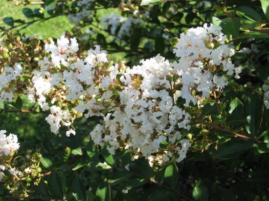 9046-lagerstroemia-indica-petit-canaille-blanc.jpg