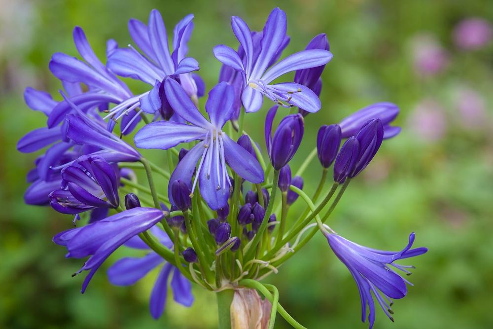 Agapanthe african skies bleu