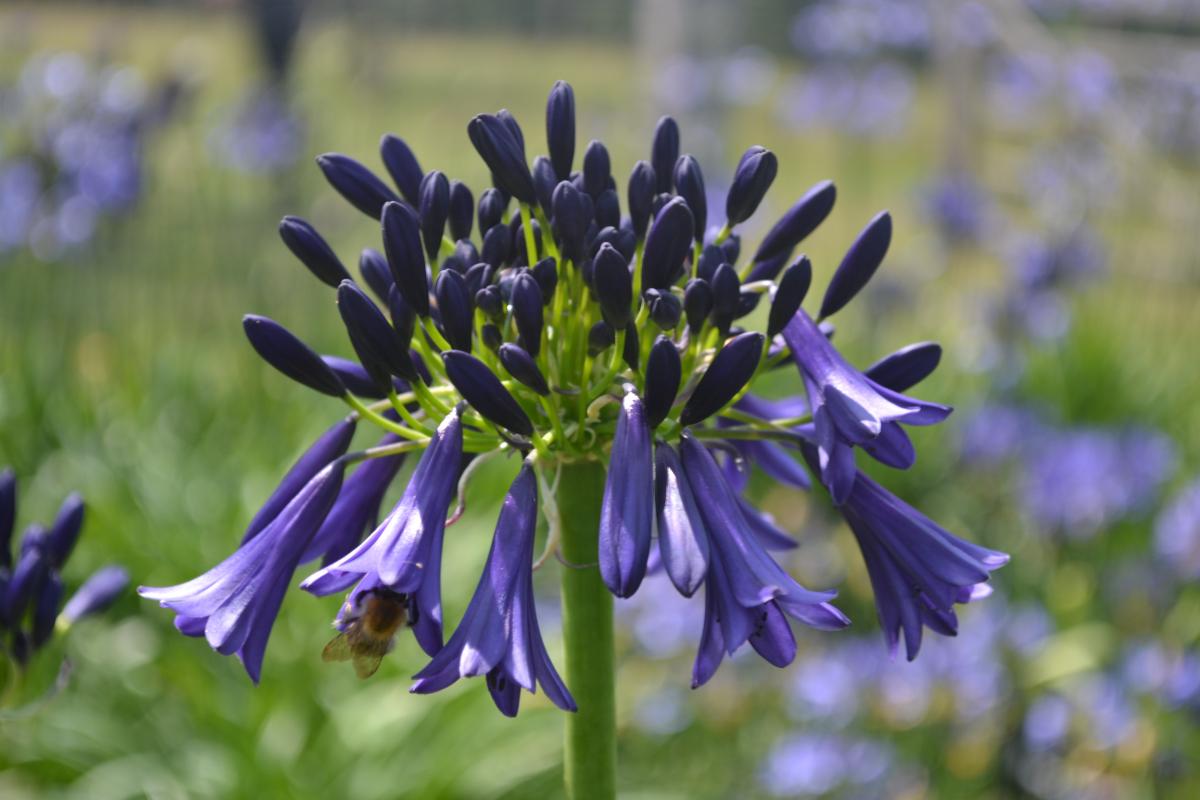 Agapanthe delfts blauw