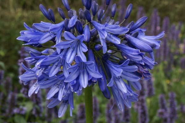 Agapanthe septemberhemel bleu