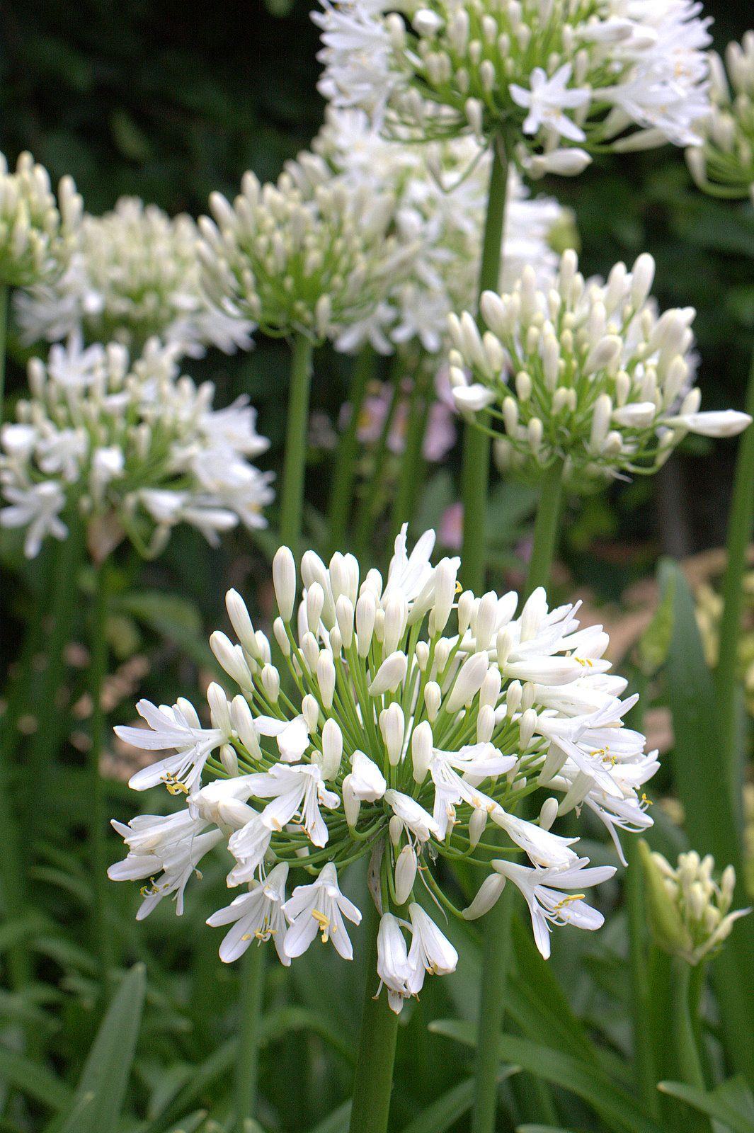 Agapanthe snow cloud blanc