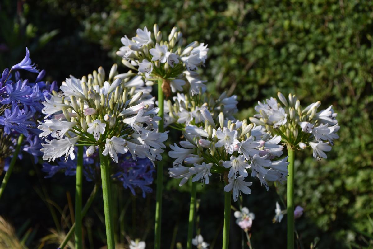 Agapanthe white beetle blanc