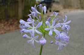 Agapanthus pacific sunset