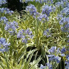 Agapanthus queen of the nile
