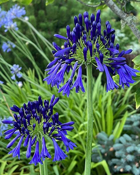 Agapanthus quink drops blue