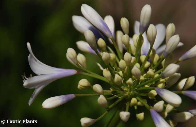 Agapanthus selma bock panache