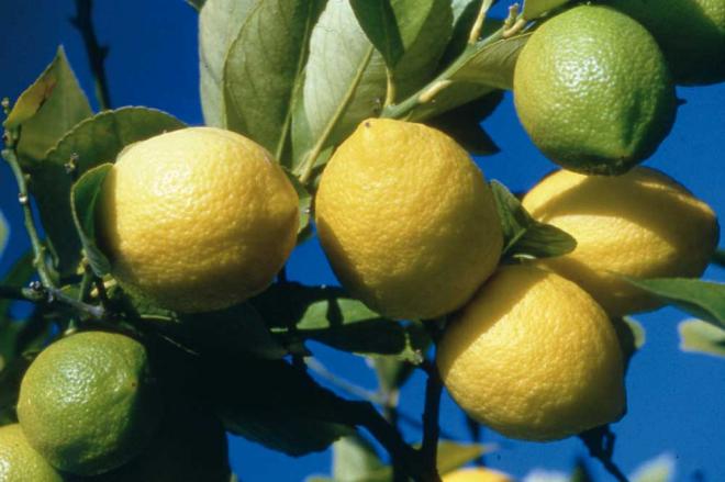 Ajuria citron