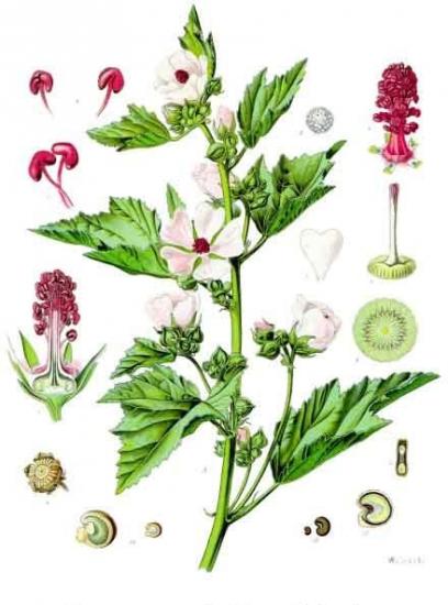 Althaea officinalis kohler s medizinal pflanzen 008