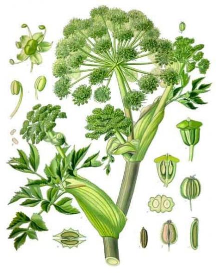Angelica archangelica kohler s medizinal pflanzen 158
