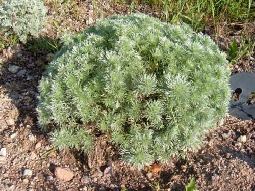 Artemisia armoise schidtiana nana