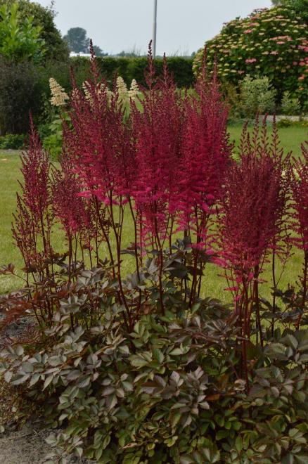 Astilbe chocolate cherry photo hans van der meer