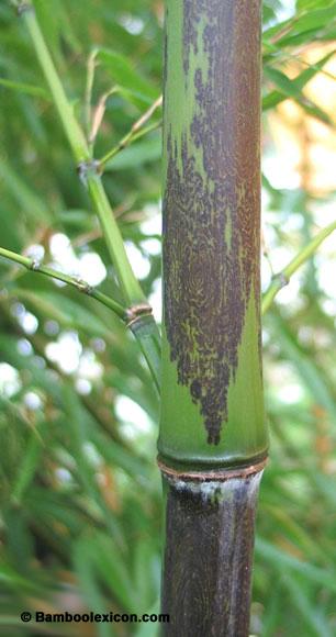 Bambou boryana