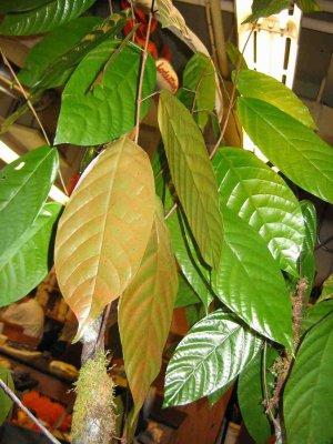 cacao-leaves.jpg