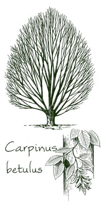Charles carpinus