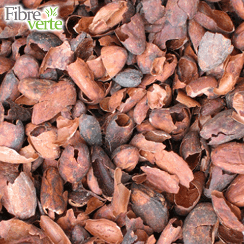 coque-de-cacao-decocao-1276882.png