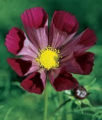 Cosmos piper red