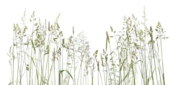 Depositphotos 575997680 stock photo bent grasses spikelet flowers wild