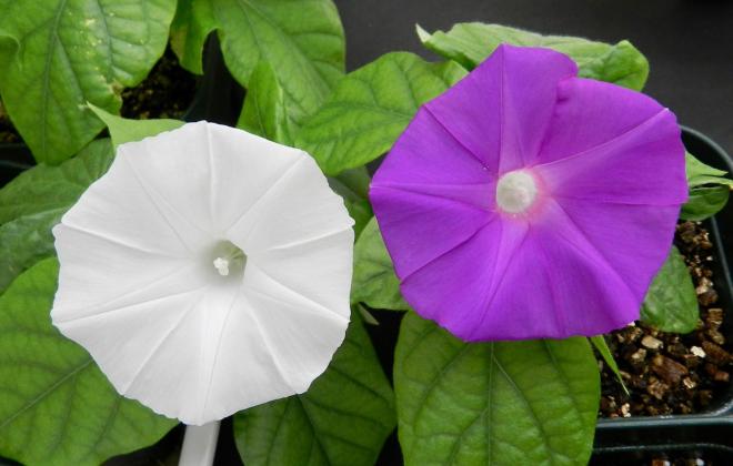 Flower colour ipomoea nil altered from violet to white by using crispr technology photo rebecca harcourt phd