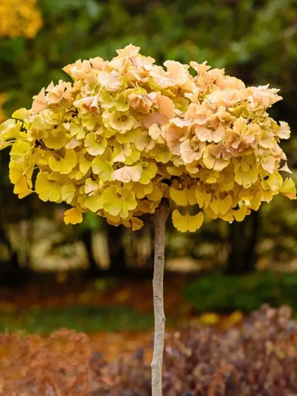 Ginkgo biloba mariken bild3 600x