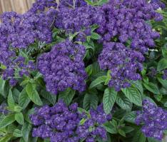 Heliotrope helios blue