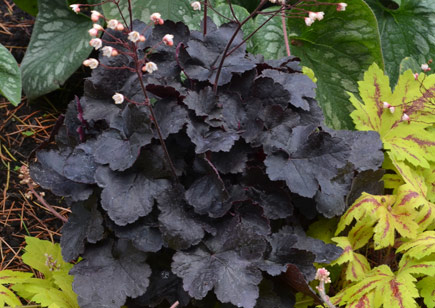 Heuchera coco