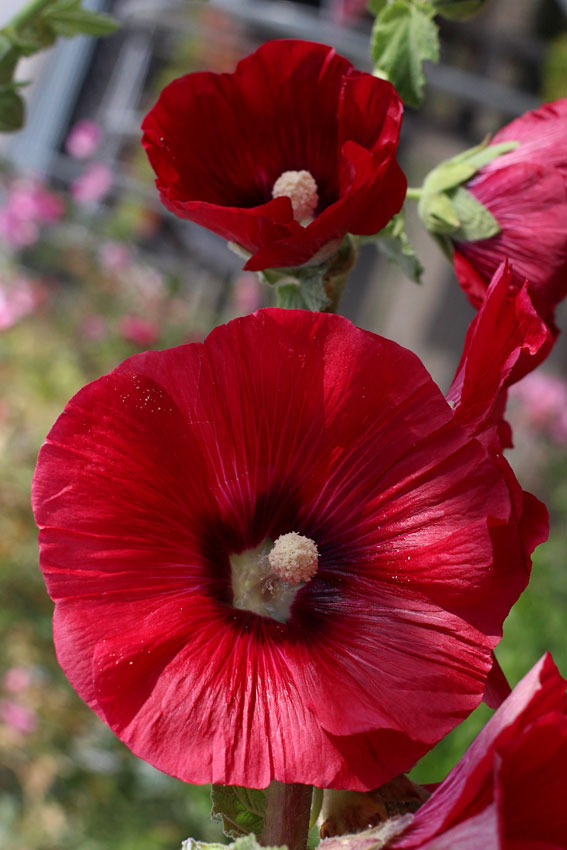 Hollyhock alcea king henry viii red