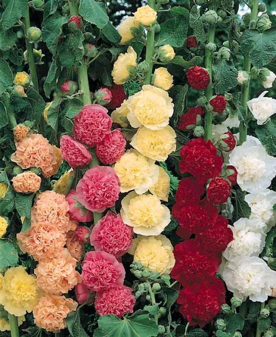 Hollyhock chaters double mix