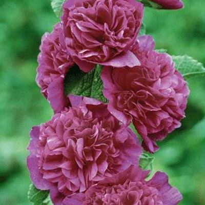 Hollyhock chaters double violet