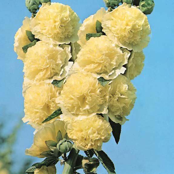 Hollyhock chaters golden yellow