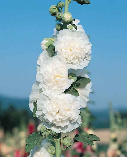 Hollyhock chaters white icicle