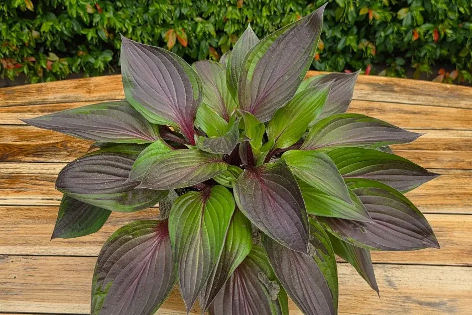 Hosta red ninja 940x627