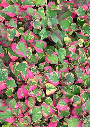 Houttuynia cordata chameleon